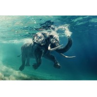 Obraz Elephant 120 x 80 cm