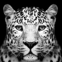 Obraz Panther 80 x 80 cm