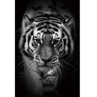 Obraz Tiger 80 x 120 cm