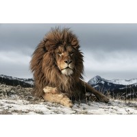 Obraz Lion 120 x 80 cm